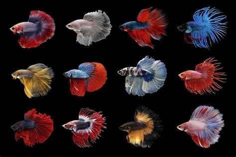 tipos de bettas fish